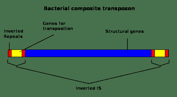 Différence entre le plasmide et le transposon