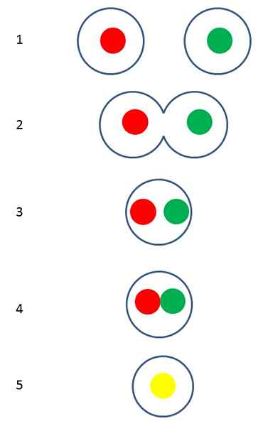 Différence entre la plasmogamie et la caryogamie