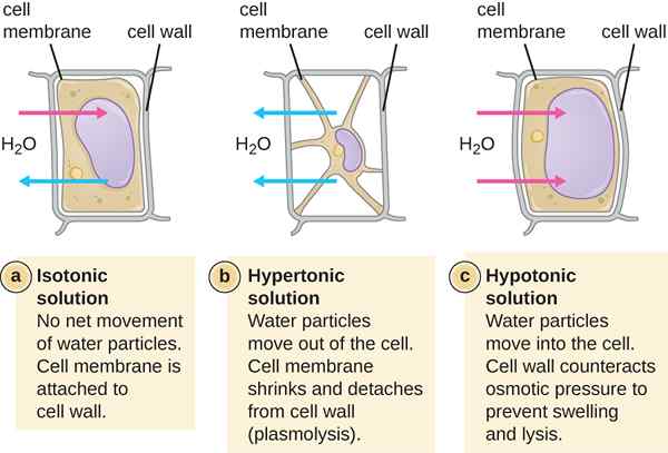 Différence entre le plasmolyse et la cytolyse