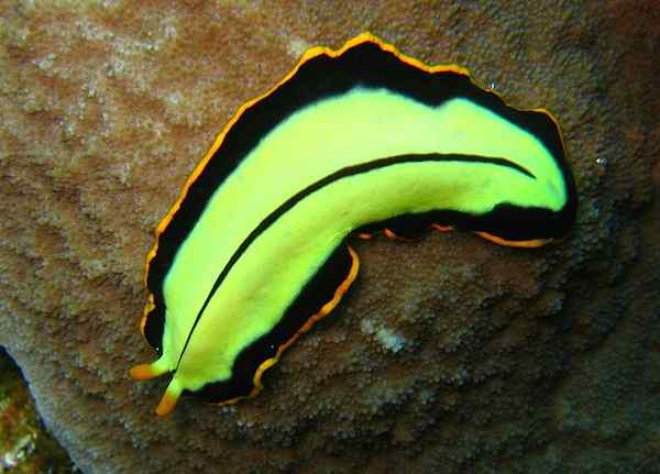 Perbedaan antara platyhelminthes dan aschelminthes