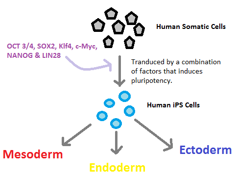 Perbezaan antara sel stem pluripotent dan terinduksi pluripotent