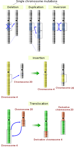 Différence entre mutation ponctuelle et mutation chromosomique