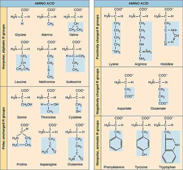 Perbezaan antara asid amino kutub dan nonpolar