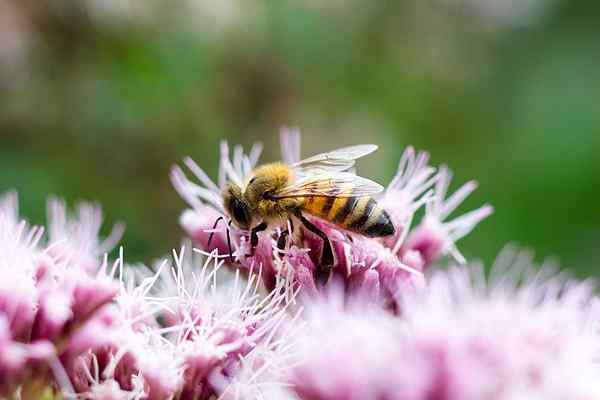 Différence entre pollinisation et fertilisation
