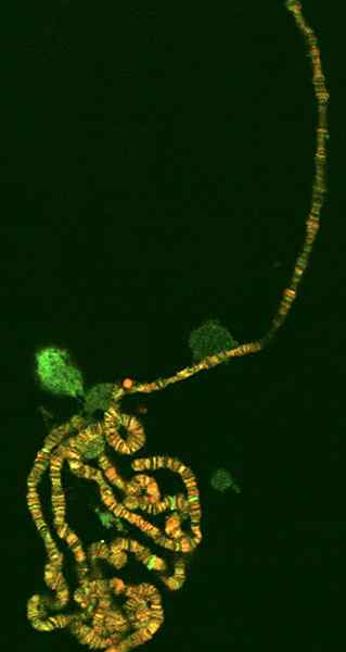 Différence entre le polytene et le chromosome de brosse à lampe