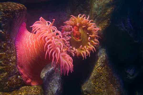 Unterschied zwischen Porifera und Coelenterata