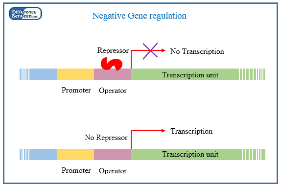 Différence entre la régulation des gènes positifs et négatifs