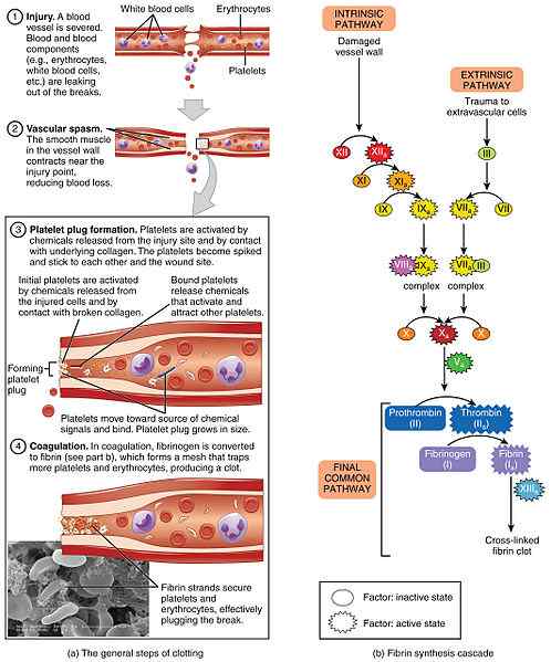 Perbezaan antara hemostasis primer dan sekunder