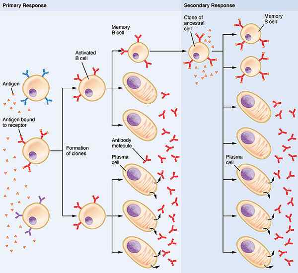 Diferencia entre la respuesta inmune primaria y secundaria