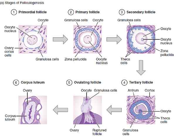 Perbedaan antara folikel primordial dan folikel primer