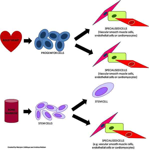 Différence entre les cellules progénitrices et les cellules souches