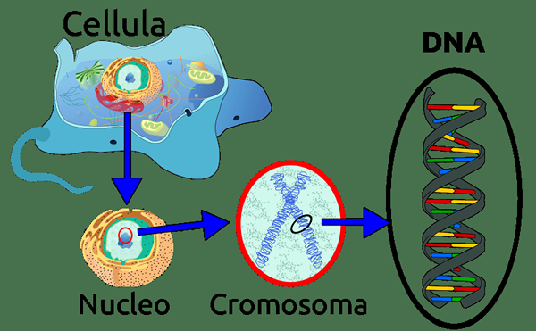 Diferencia entre el ADN procariota y eucariota