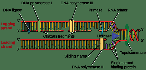 Perbezaan antara topoisomerase prokariotik dan eukariotik