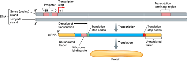 Diferencia entre la transcripción procariota y eucariota