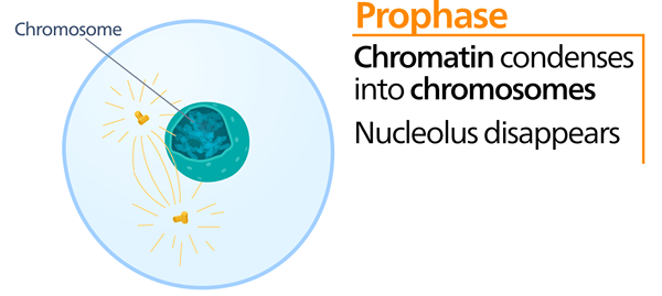 Perbezaan antara prophase dan metaphase