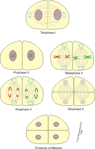 Perbezaan antara Prophase I dan Prophase II