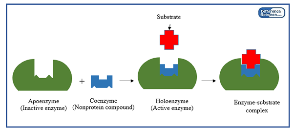 Différence entre le groupe prothétique et la coenzyme