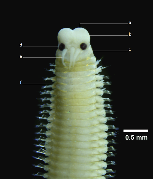 Perbezaan antara prostomium dan peristomium