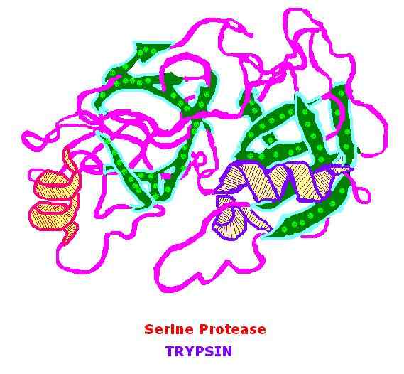 Différence entre protéase et peptidase