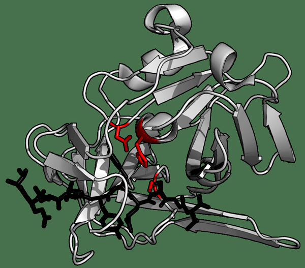 Perbedaan antara protease dan proteinase