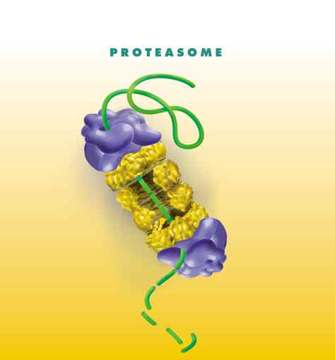 Unterschied zwischen Proteasom und Protease