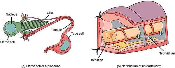 Perbezaan antara protonephridia dan metanephridia