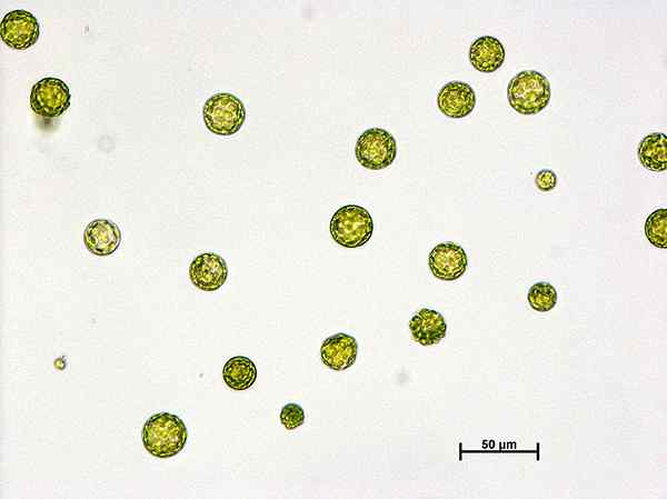 Perbedaan antara protoplas dan heterokaryon