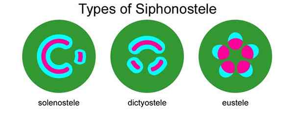 Perbezaan antara protostele dan siphonostele