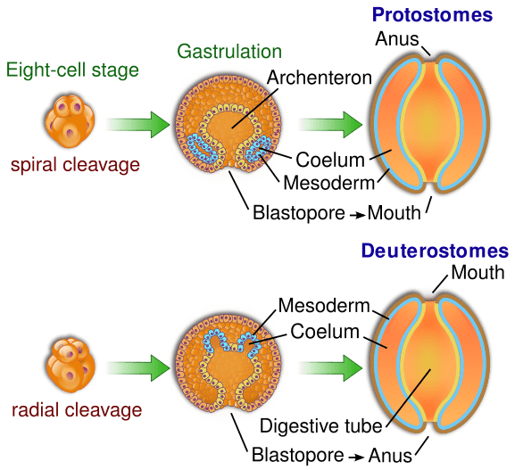 Différence entre les protostomes et les deutérostomes