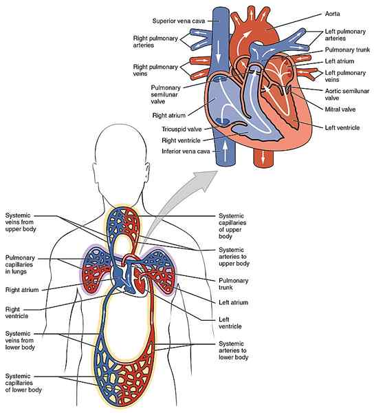 Unterschied zwischen Lungenarterie und Lungenvene