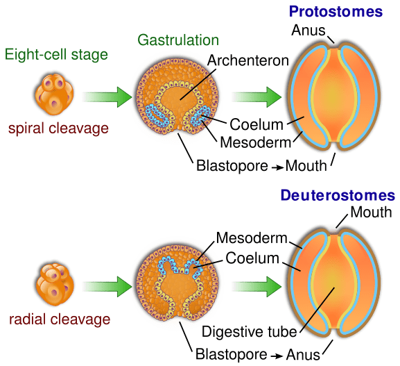 Différence entre le clivage radial et spirale
