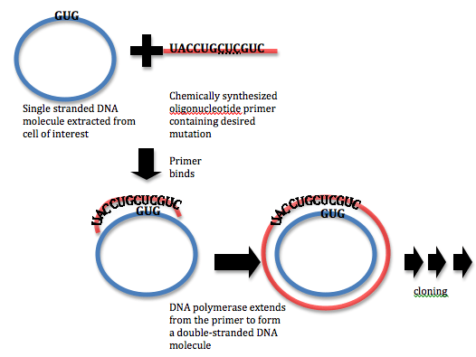 Unterschied zwischen zufälliger Mutagenese und von der von der Stelle geleitete Mutagenese