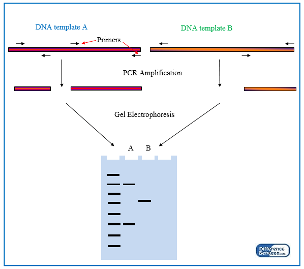 Diferencia entre RAPD y RFLP