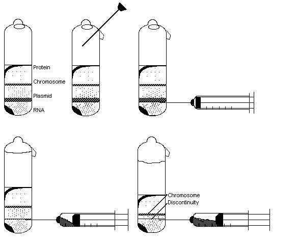 Différence entre le taux zonal et la centrifugation isopycnique