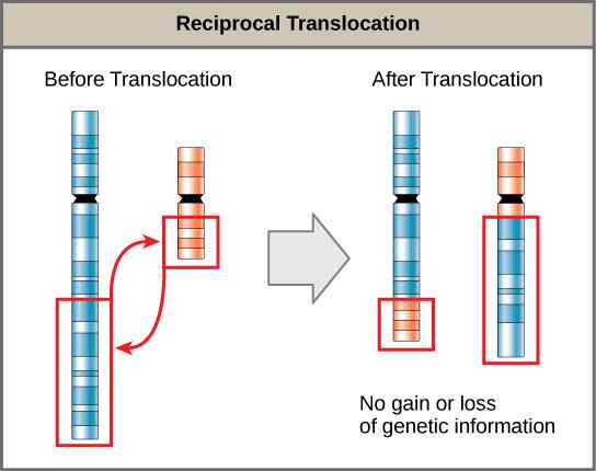 Différence entre la translocation réciproque et non réciproque