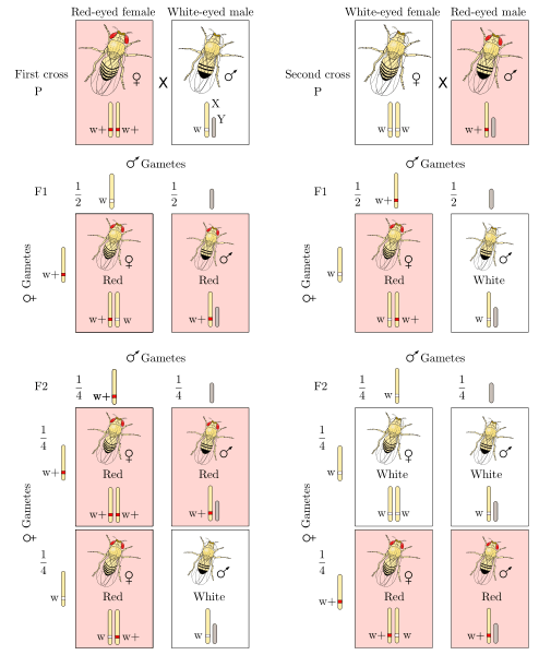 Unterschied zwischen gegenseitigem Kreuz und Testkreuz