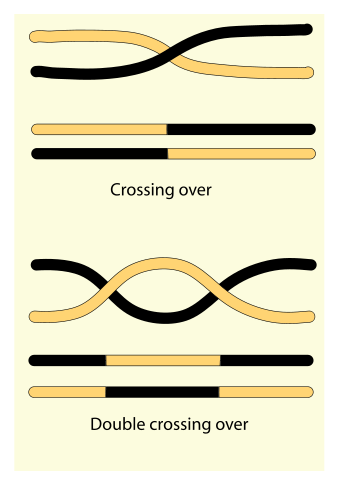 Diferencia entre la recombinación y el cruce