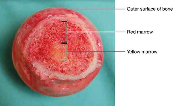 Diferencia entre la médula ósea roja y amarilla