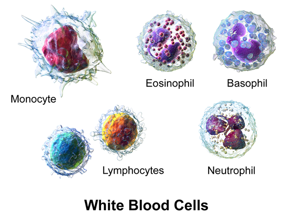 Diferencia entre los glóbulos rojos y los glóbulos blancos