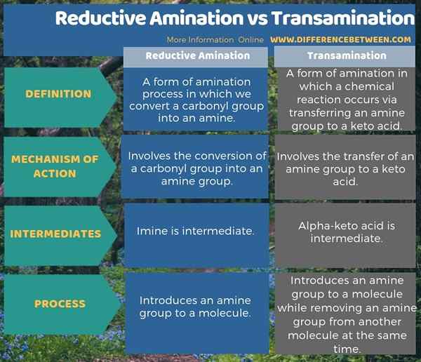 Différence entre l'amination réductrice et la transamination