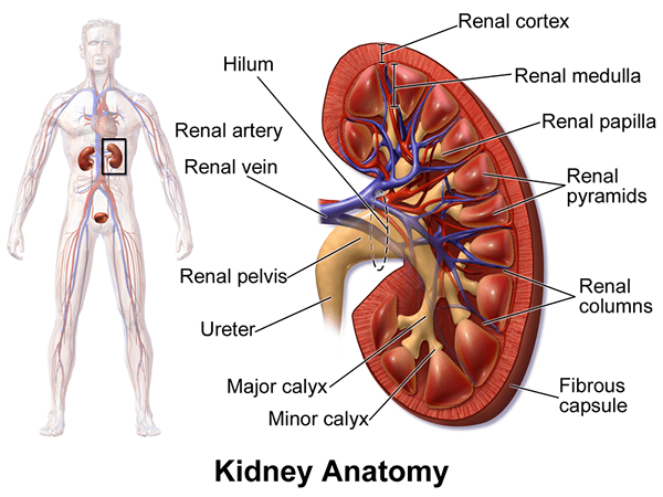 Diferencia entre la corteza renal y la médula renal