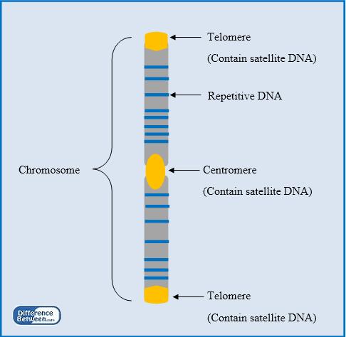 Unterschied zwischen sich wiederholter DNA und Satelliten -DNA