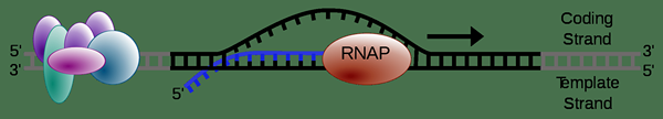 Diferencia entre replicación y transcripción