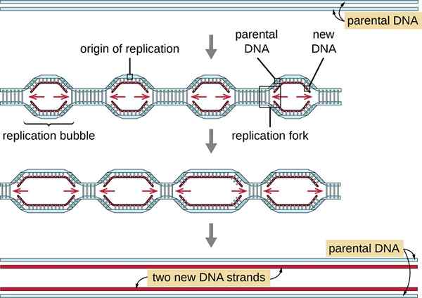 Diferencia entre la burbuja de replicación y la bifurcación de replicación