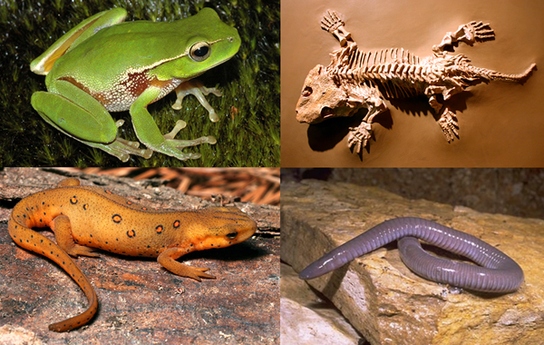 Différence entre le reptile et les amphibiens