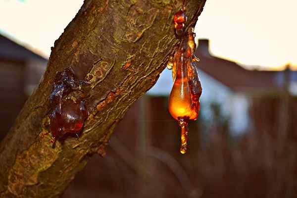 Unterschied zwischen Harz und Kunststoff