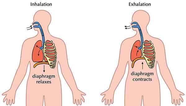 Unterschied zwischen Atmung und Zellatmung