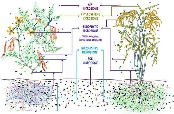 Perbezaan antara rhizosphere dan phyllosphere