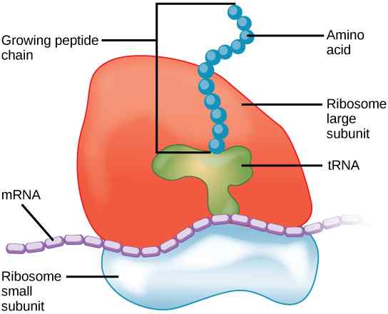 Perbezaan antara ribosom dan centrosome