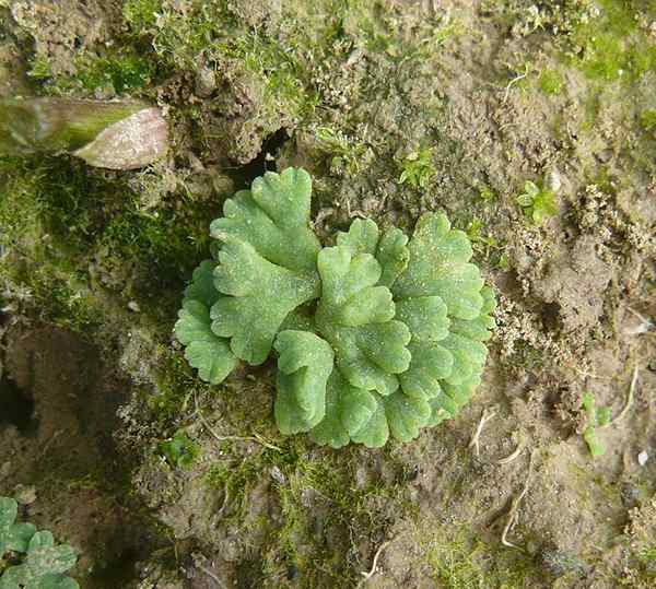 Unterschied zwischen Riccia und Marchantia